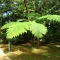 DSC07387