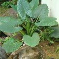 DSC07396