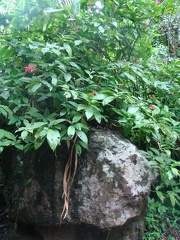 DSC07462