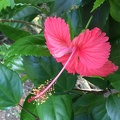 Hibiscus Flower 1